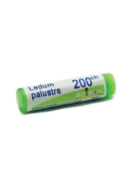 LEDUM PALUSTRE *BO* 200CH GL