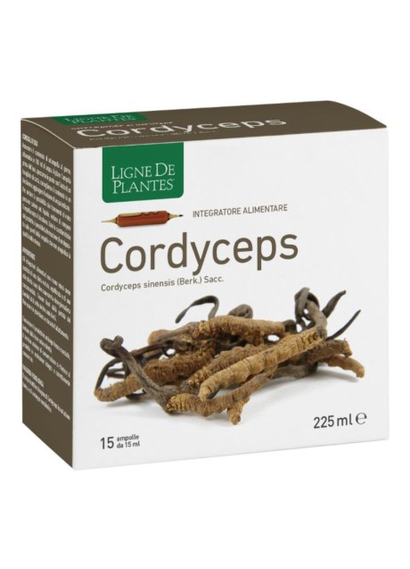 CORDYCEPS 15AB 15ML
