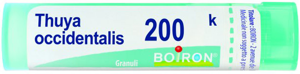 THUYA OCCIDENT 200K GR BO